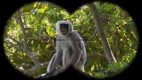 Gray Langur or Hanuman Langur Monkey (Semnopithecus schistaceus) Seen through Stock Footage 104597813