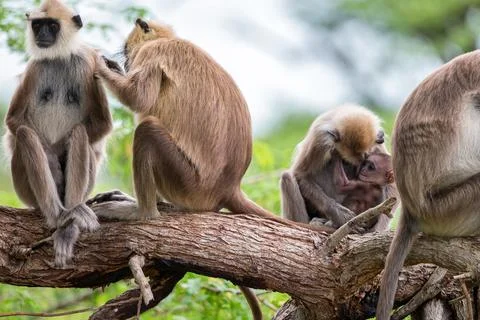 Gray langur or Semnopithecus priam thersites sits on tree Foto stock