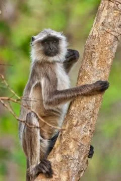 Gray Langur Stock Photos