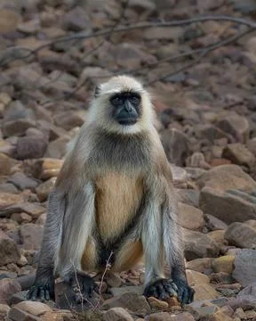 Gray Langur Stock Photos