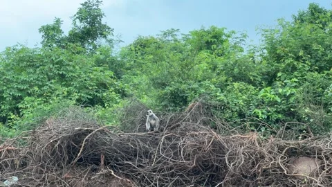 Gray Langur Resting in Forest Habitat at Chandaka Wildlife Area Video stock 341717183