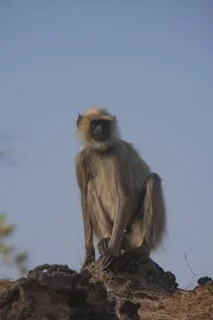 Gray langur Semnopithecus entellus monkey adult sitting on a rock Bandhavgarh Stock Photos