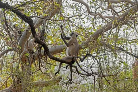 Gray langur (semnopithecus) Stock Photos