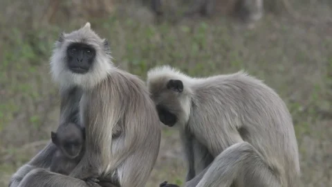 Gray langur sequence Vídeo Stock 72487593