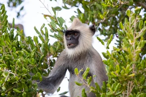 Gray Langur in a Tree. (Monkey). Stock Photos