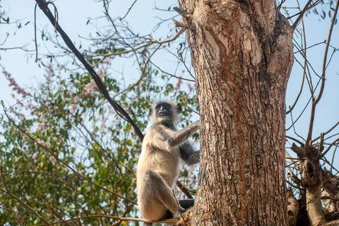Gray langur on tree Stock Photos