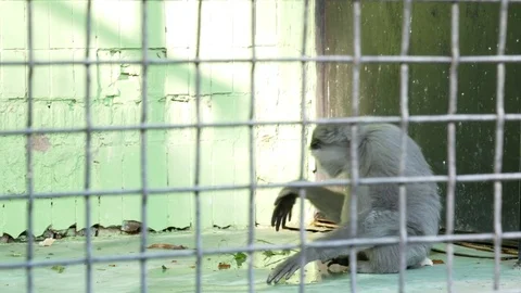 Gray langur in the zoo. Stock Footage 80283222