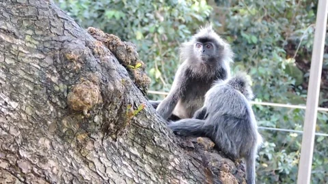 Gray langurs Stock Footage 316109850