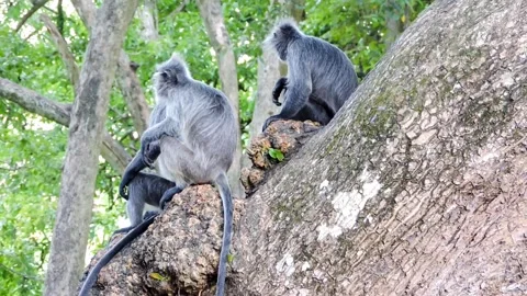 Gray langurs Stock Footage 316109895