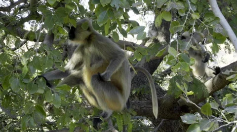 Gray langurs hiding on tree Stock-Footage 58392929