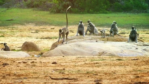 Gray langurs or Hanuman langurs group. Sri Lanka, Yala 库存影片 150714792