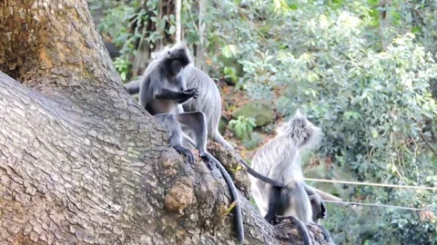 Gray langurs perched high in a tree Stock Footage 316109868