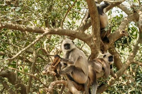 Gray Langurs on tree in the forest Stock Photos