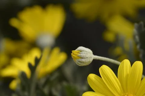 Gray-leaf eurypos Stock Photos