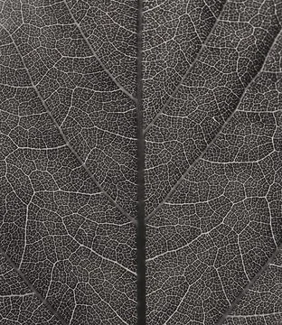Gray leaf texture with vein pattern. Selective focus. Stock Photos