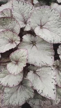 Gray leaves texture Stock Photos