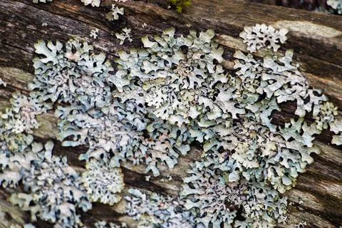 Gray lichen close up on old tree. Stock Photos