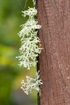 Gray Lichen organisms Stock Photos