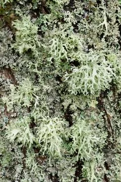 Gray Lichen organisms Stock Photos