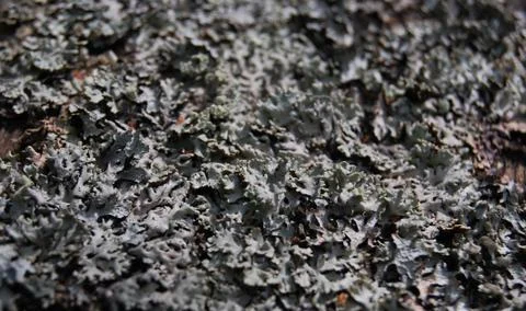 Gray lichen Stock Photos