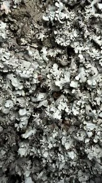 Gray lichen texture macro natural abstract organic background Stock Photos
