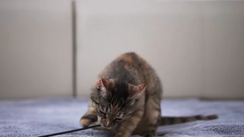 A gray little cat is playing with her toy on a bed with a gray blanket. Pet 스톡 동영상 150751912