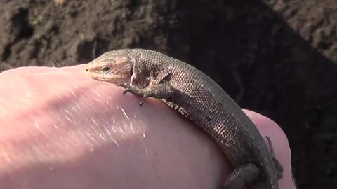 A gray little lizard on the hand on the palm Stock Footage 164136834