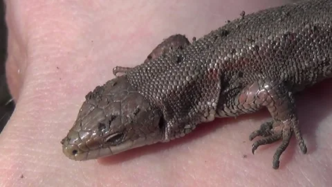 A gray little lizard on the hand on the palm Video stock 164136839