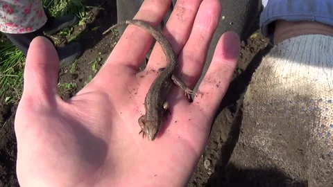 A gray little lizard on the hand on the palm Stock Footage 164136841