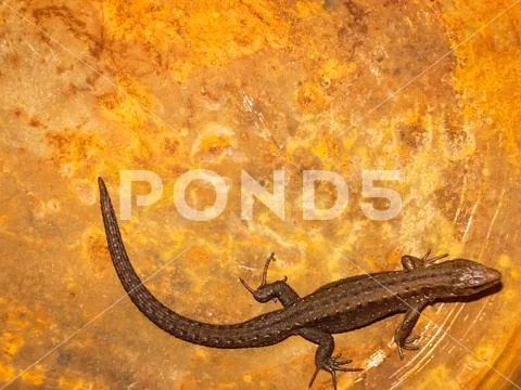 Gray little lizard. Reptile eating insects Stock Photos