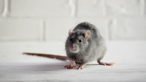 Gray little rat sits on white floor, afraid, sniffs air, washes face, run, 2020 Stock Footage 120119720
