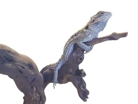 Gray lizard on bare driftwood Foto stock