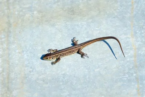 Gray lizard basks in the sun on a sheet of iron Stock Photos