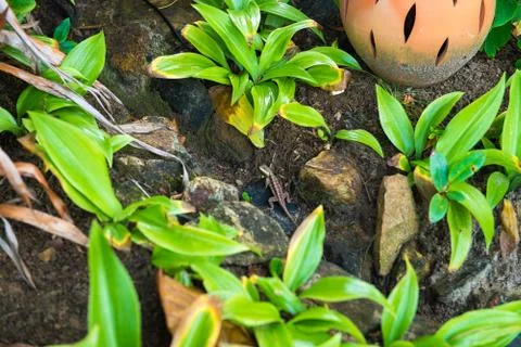 Gray lizard beautiful animal in the nature 库存照片