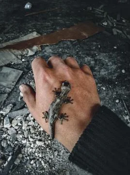 Gray lizard in a man's hand Photos