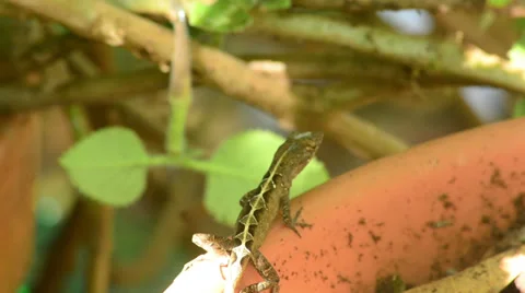 Gray lizard moving over orange background 스톡 동영상 36108805