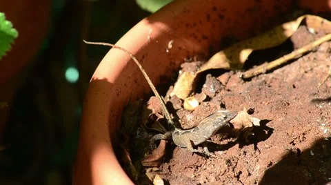 Gray lizard moving over orange and brown background 스톡 동영상 36108910