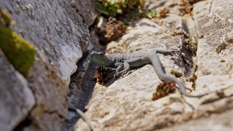 Gray lizard resting and basking on sunlit limestone rocks in a crevice Stock Footage 346799561