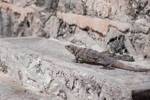 Gray lizard resting on weathered stone ruins Stock Photos