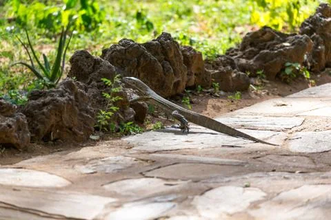 A gray lizard runs over the sidewalk Stock Photos