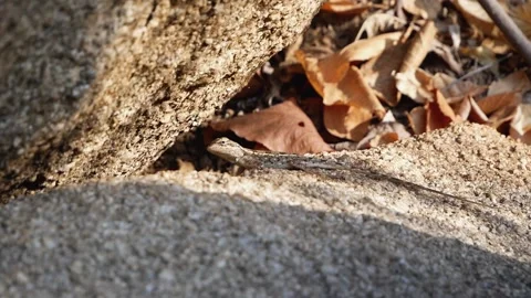 A gray lizard sits on a gray stone, enjoying the morning sun. Nature of india Video stock 138326687