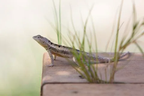 Gray lizard standing o,n wood with blurred background, Peru Stock Photos