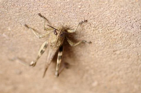 Gray Locust  on a cement floor Stock Photos