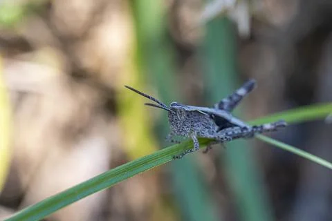 Gray locust Stock Photos