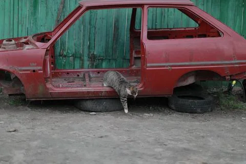 Gray lonely cat gets out of an old red car Foto stock