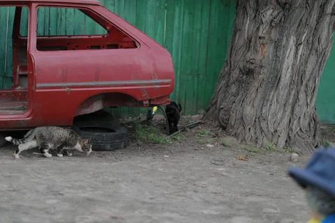 Gray lonely cat gets out of an old red car Stock Photos