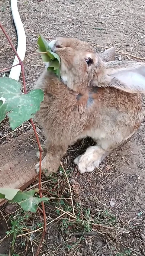 Gray long-eared rabbit eats grape leaves in the garden plot. vertical mobile Stock Footage 285011351