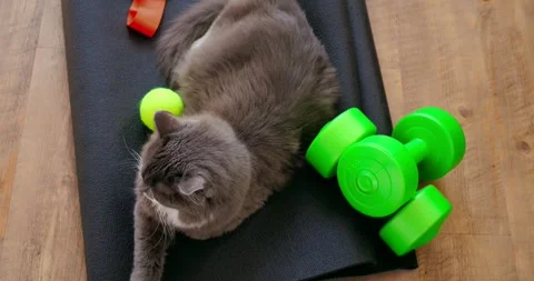 Gray long haired cat lying on a black yoga mat next to green dumbbells and a Stock-Footage 307554356