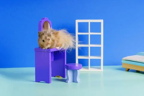A gray long-haired Syrian hamster sits on a toy table and looks frightenedly Stock Photos