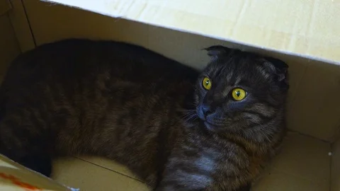 Gray lop-eared cat lies in a cardboard box. Video stock 106984058